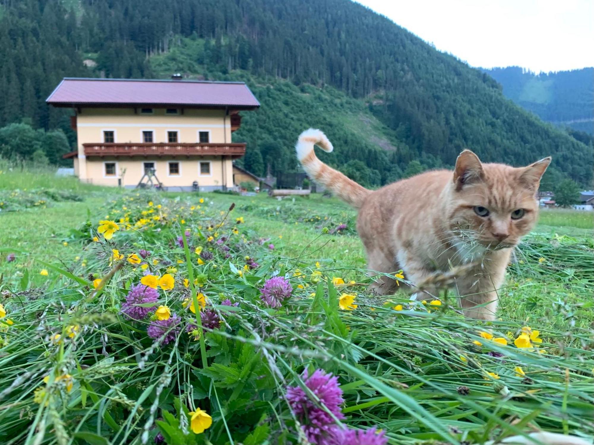Alpen Appartements Oberlehengut Werfenweng Buitenkant foto